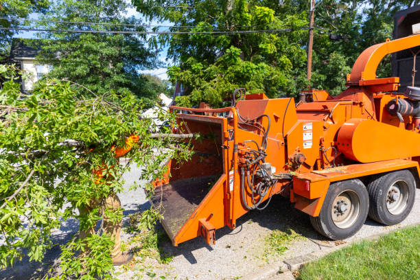 Best Professional Tree Care  in Shenandoah, TX